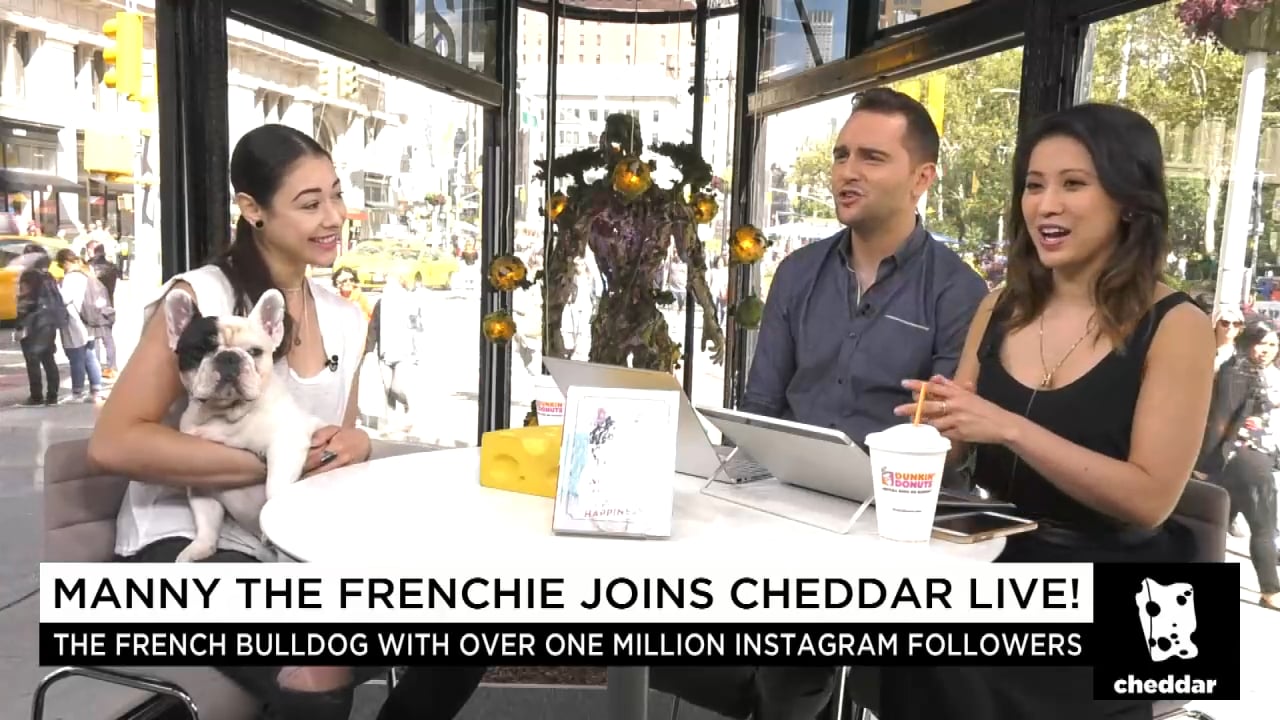 Manny the Frenchie Shares His Art of Happiness