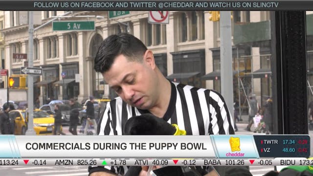 How Do Pups Train for Puppy Bowl?