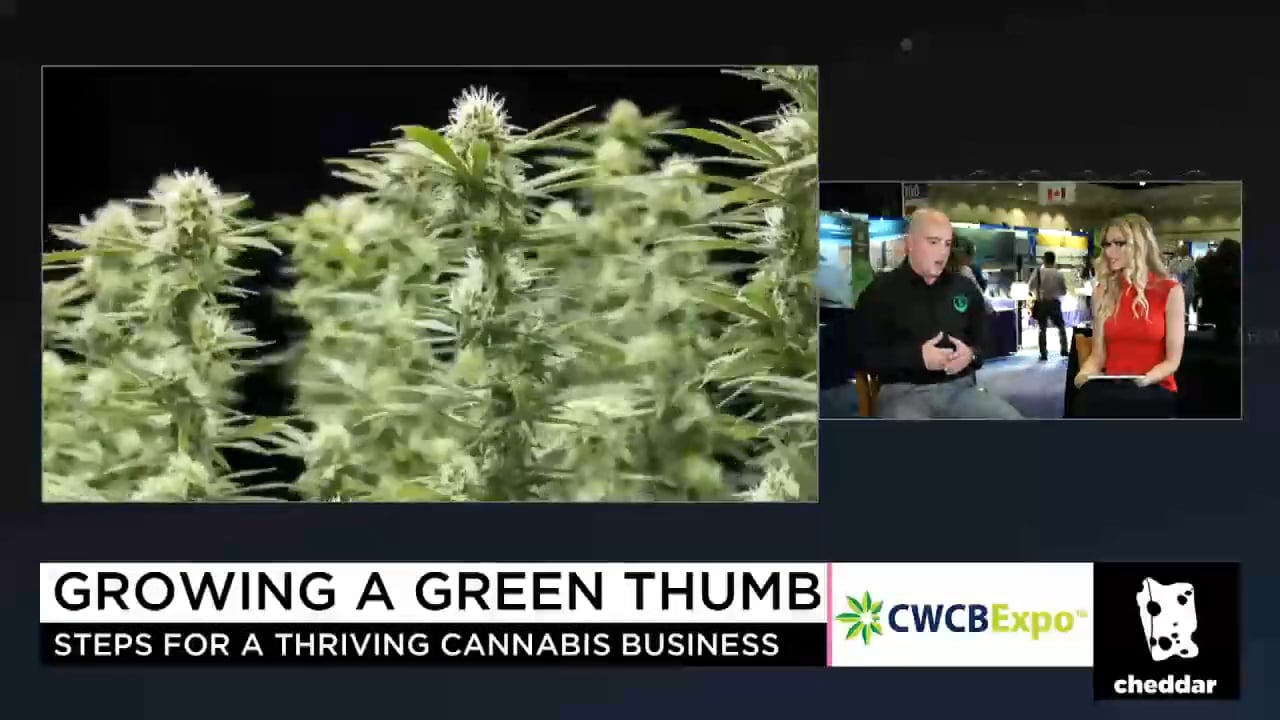 A Ganja Guru's Guide to Growing Your Pot Business