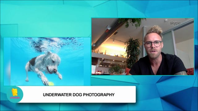Seth Casteel teaches dogs how to swim!