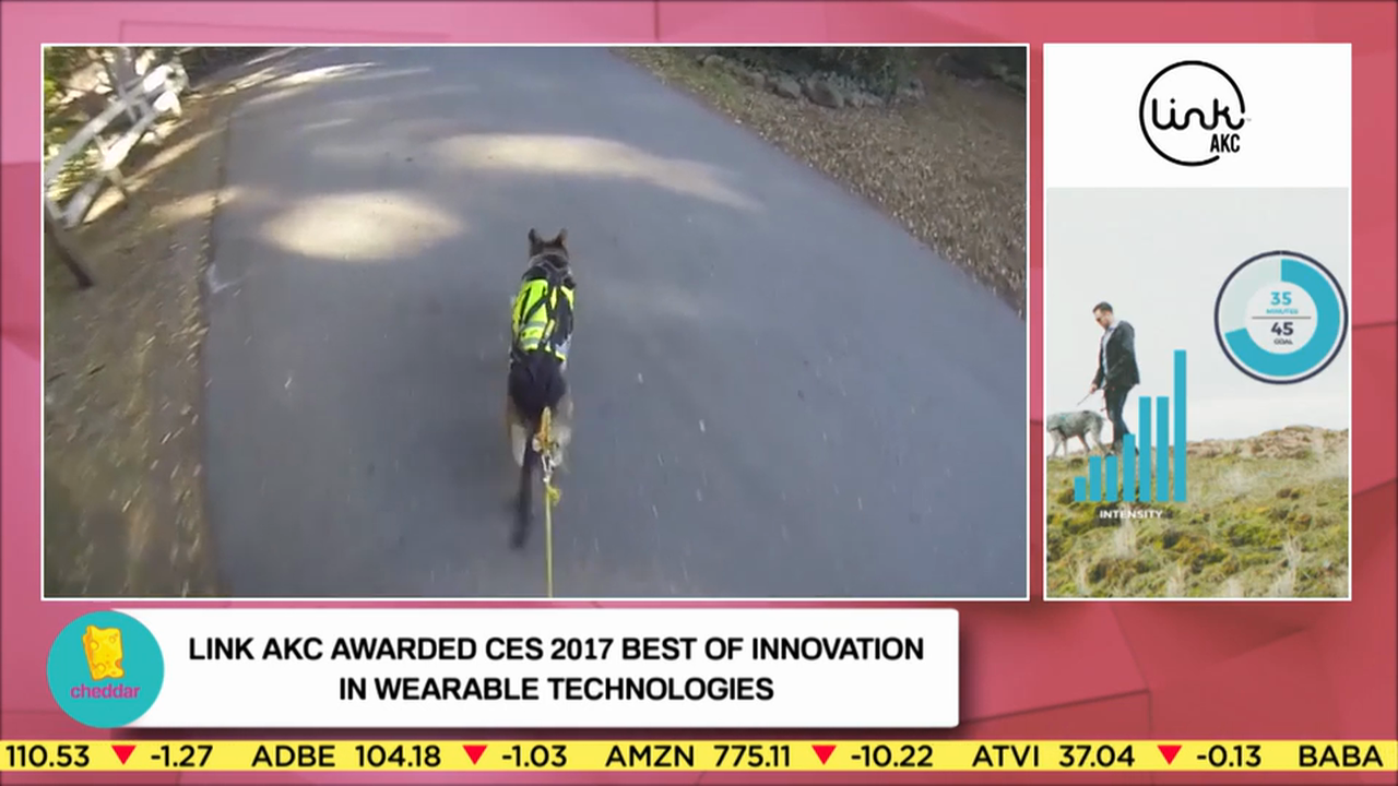 The Link AKC Smart Collar Is the FitBit for Pets