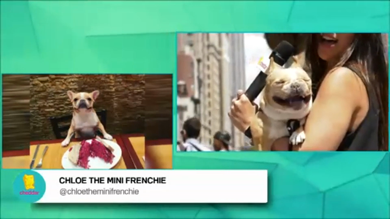 Cheddar Life August 9, 2016