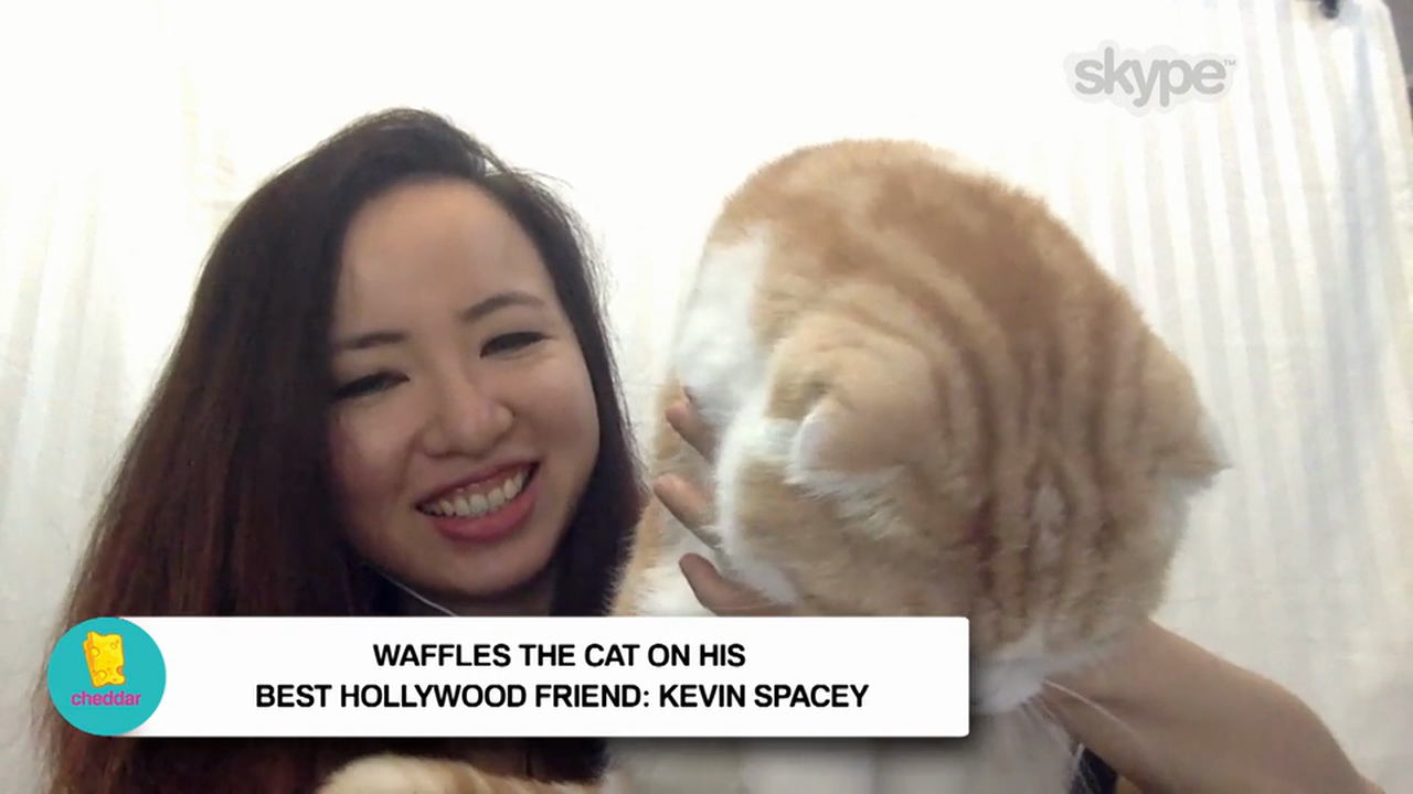 Waffles The Cat Lets Fame Goes to His Adorable Head