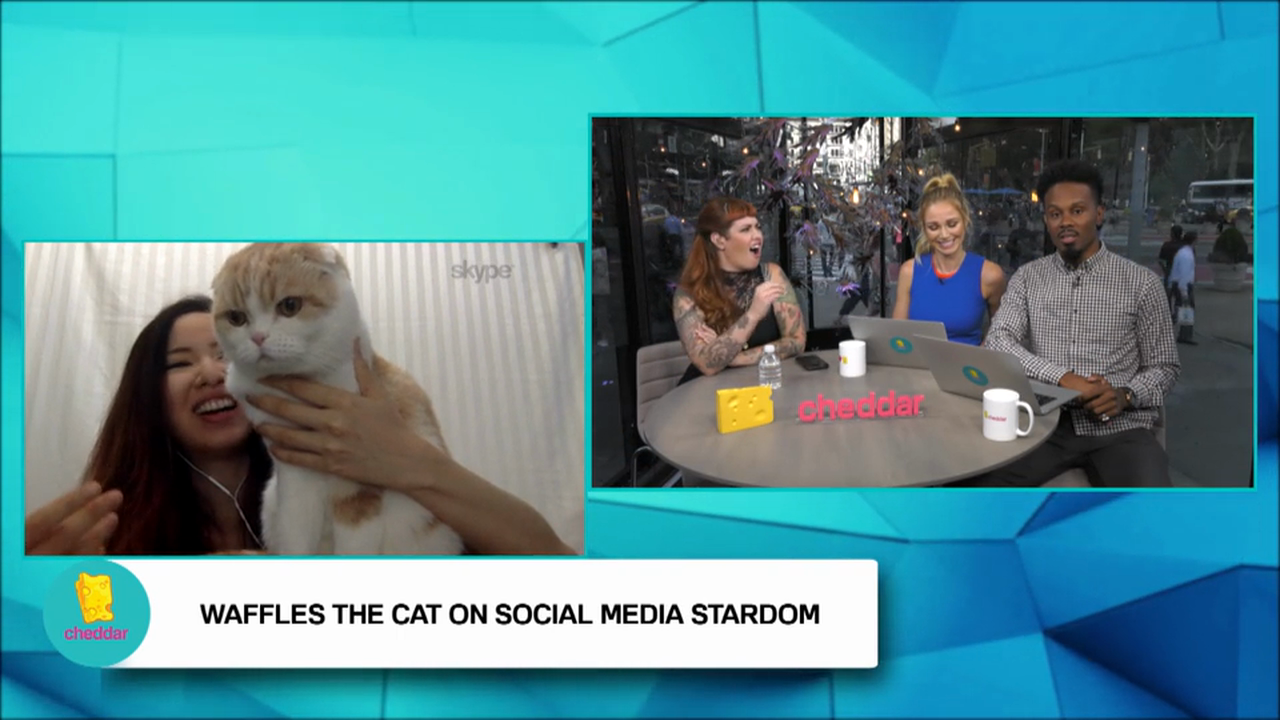 Waffles The Cat Lets Fame Goes to His Adorable Head