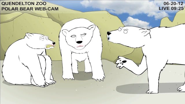 Teen Polar Bear Cam
