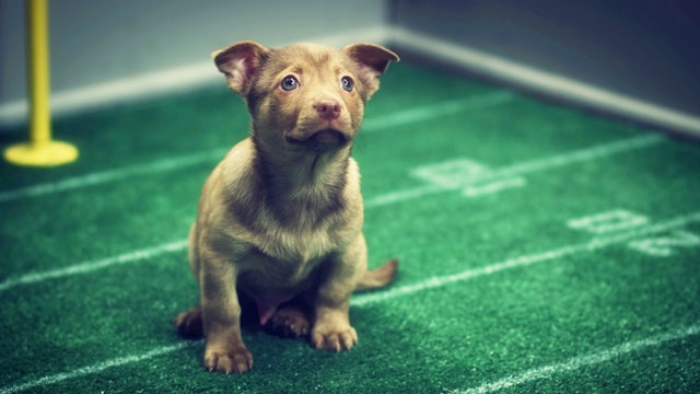 Any Given Puppy Bowl