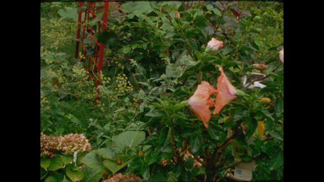 Graves in the Garden 