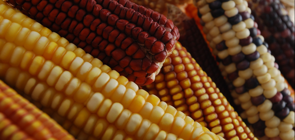 Diversidad: A Road Trip to Deconstruct Dinner