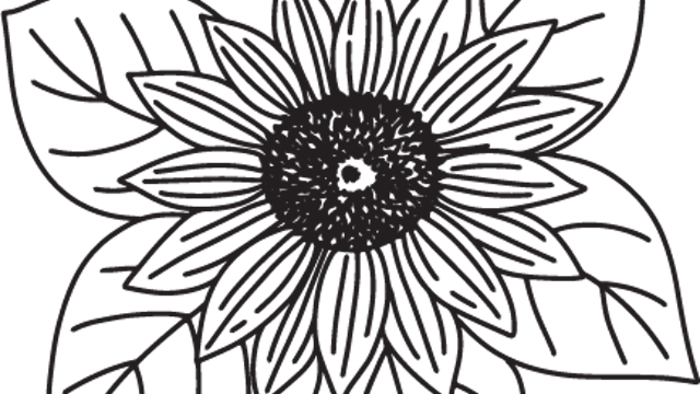 Sunflower-6.png