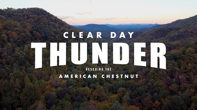 Clear Day Thunder: Rescuing the American Chestnut