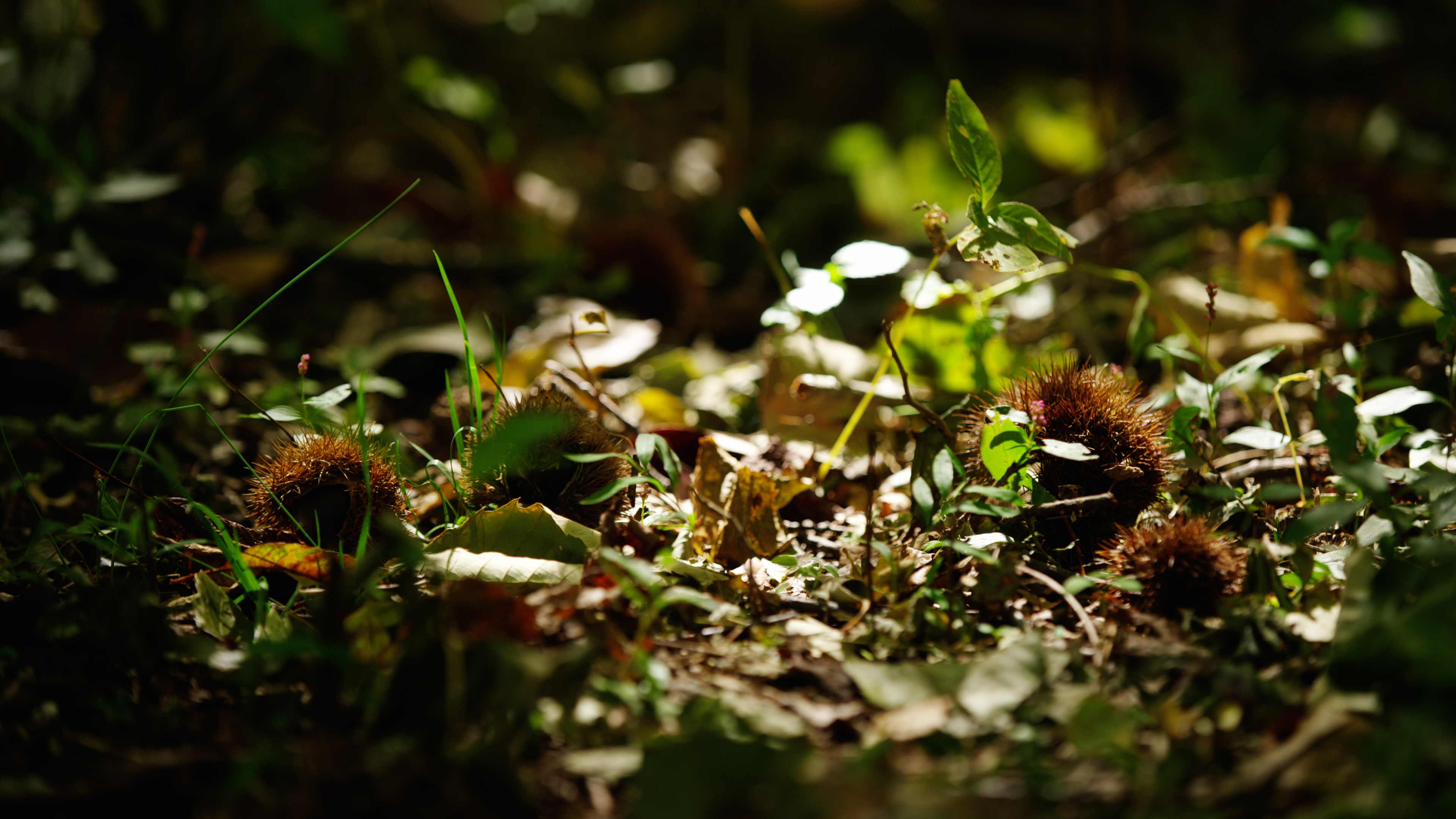 The American Chestnut Foundation | Clear Day Thunder