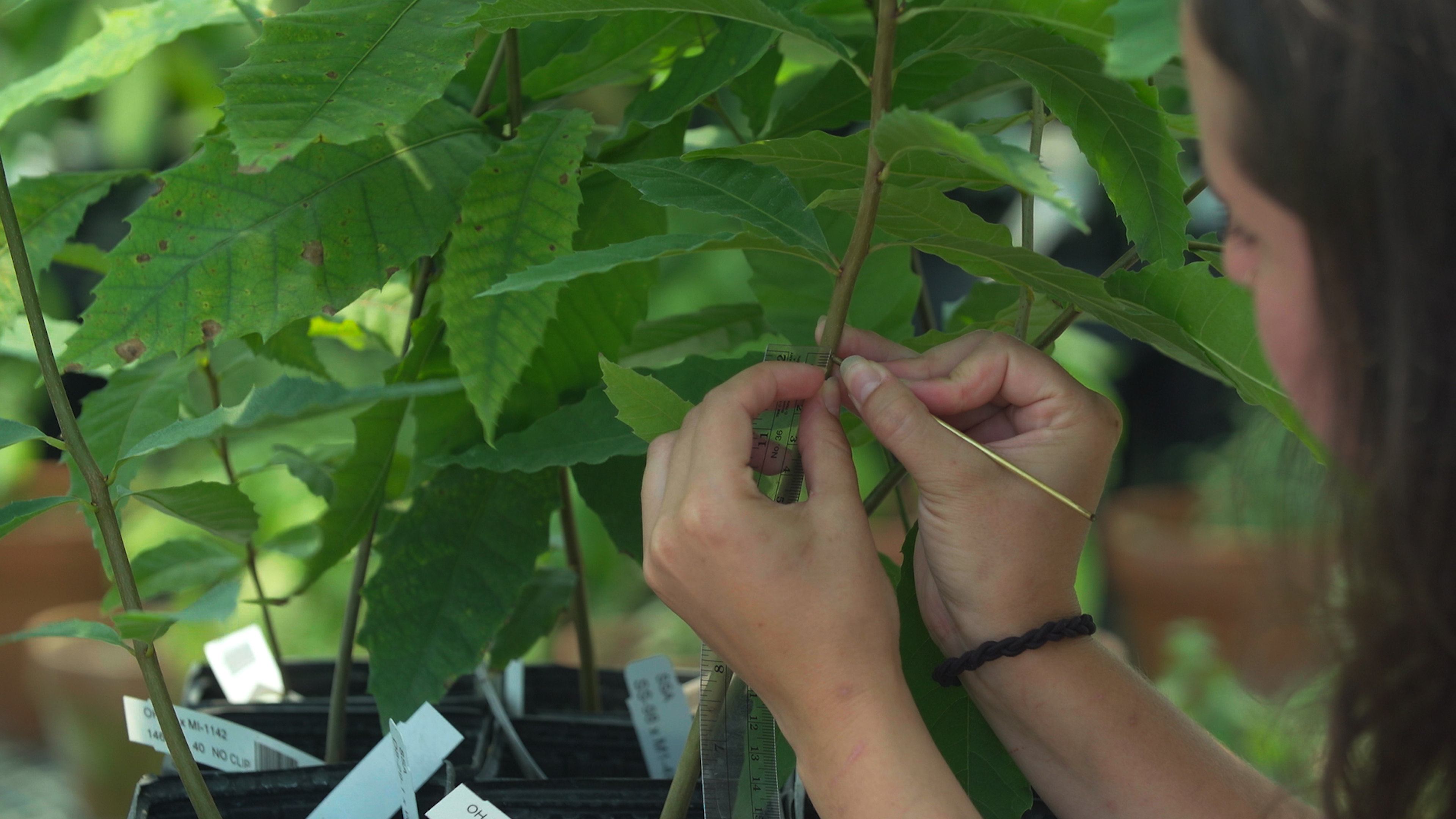 The American Chestnut Foundation | Clear Day Thunder