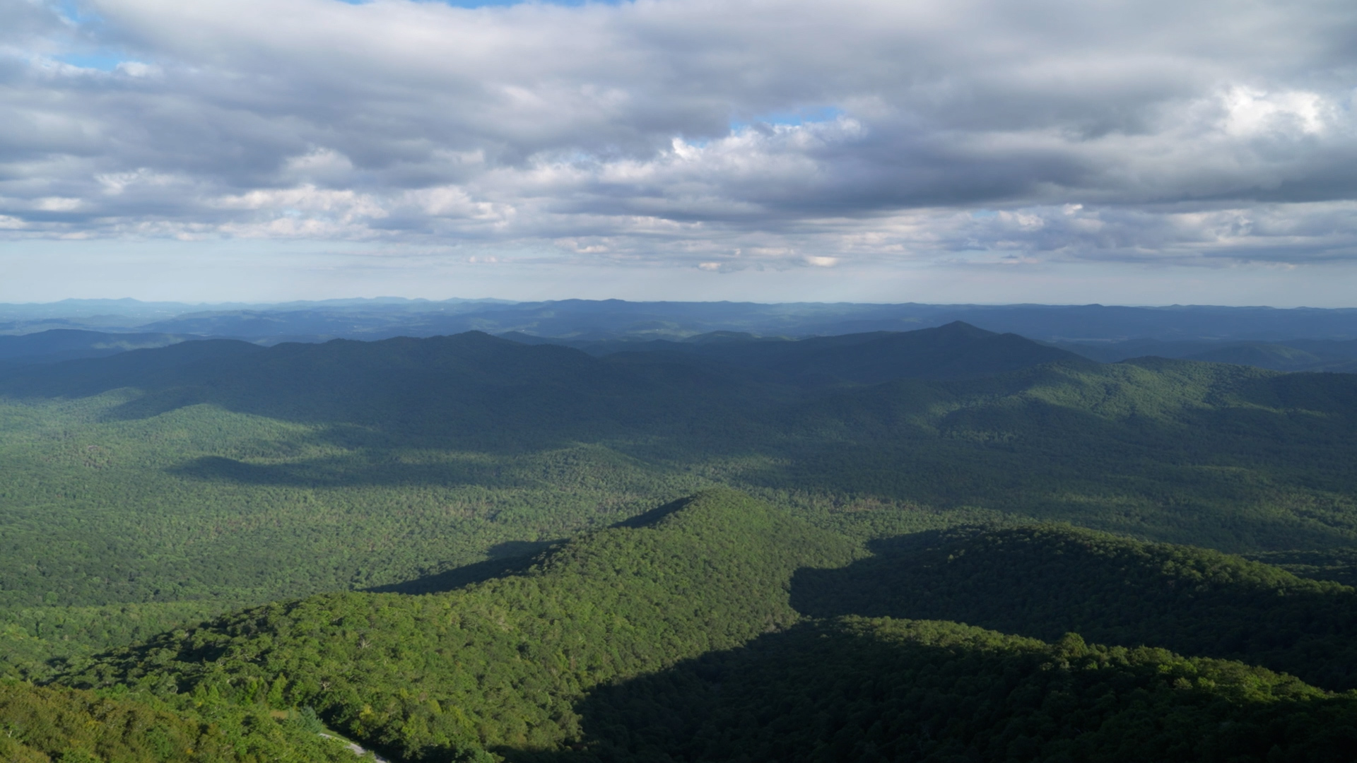 The American Chestnut Foundation | Clear Day Thunder