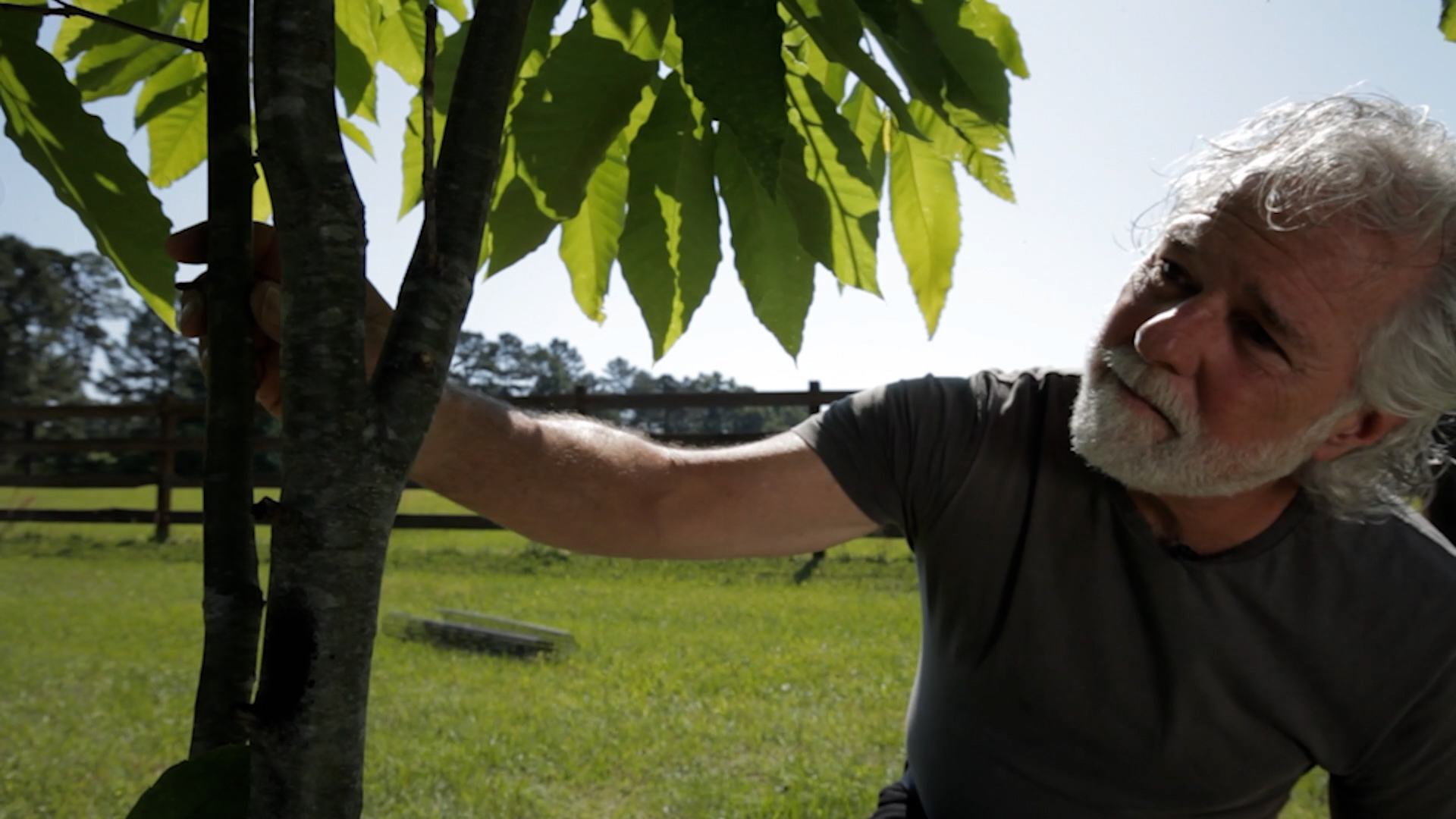 The American Chestnut Foundation | Clear Day Thunder