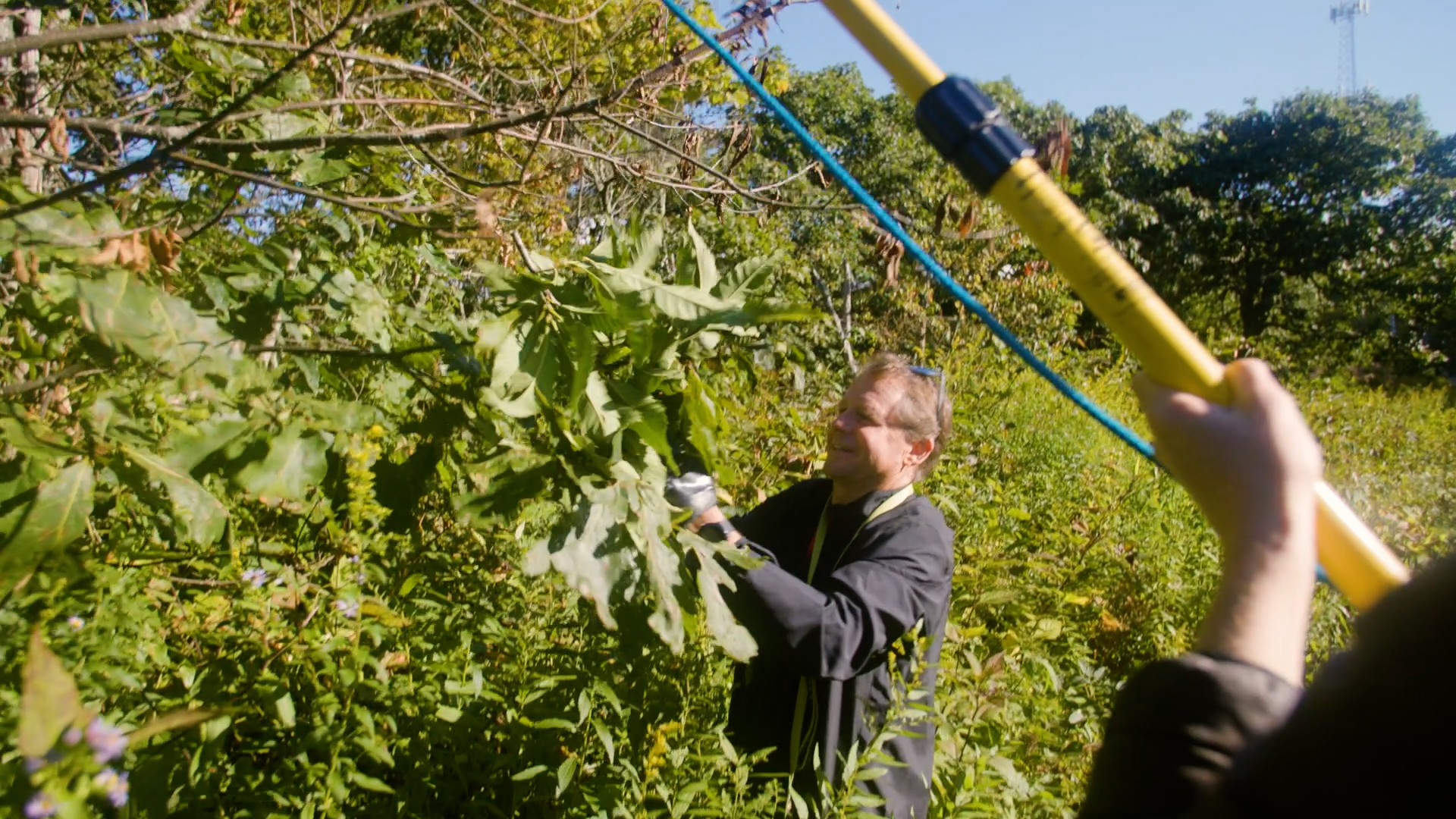 The American Chestnut Foundation | Clear Day Thunder