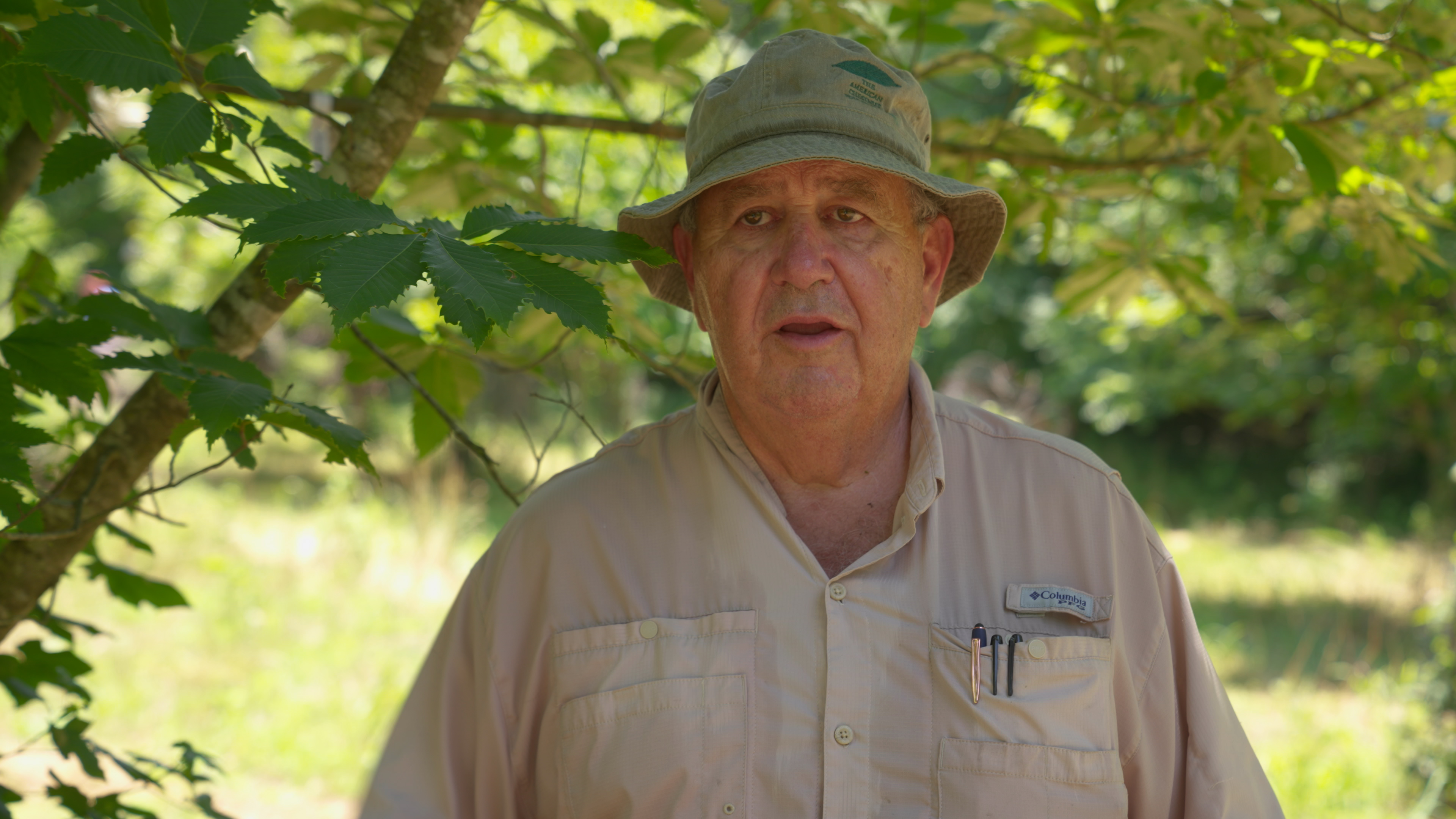 The American Chestnut Foundation | Clear Day Thunder