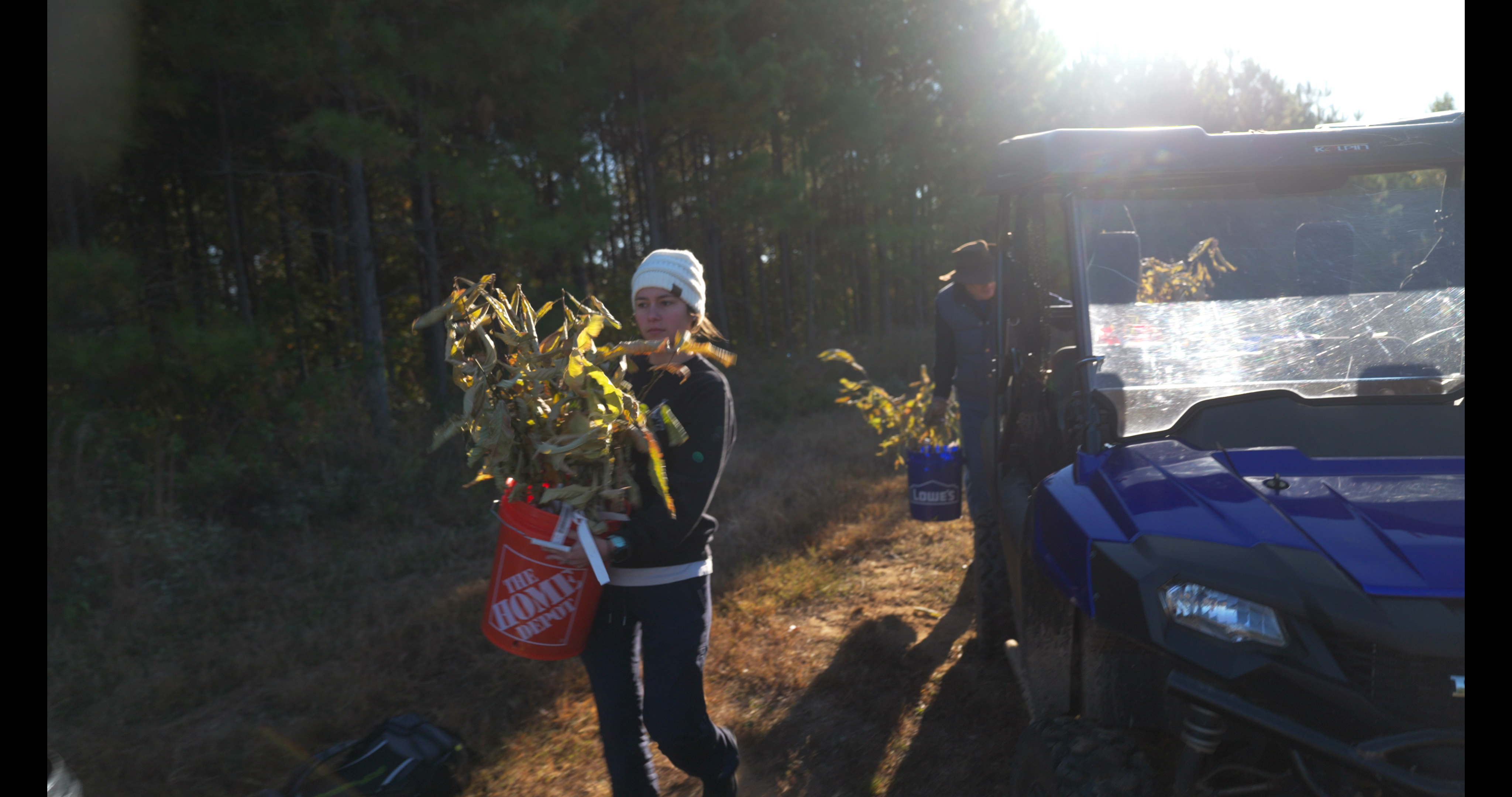 The American Chestnut Foundation | Clear Day Thunder
