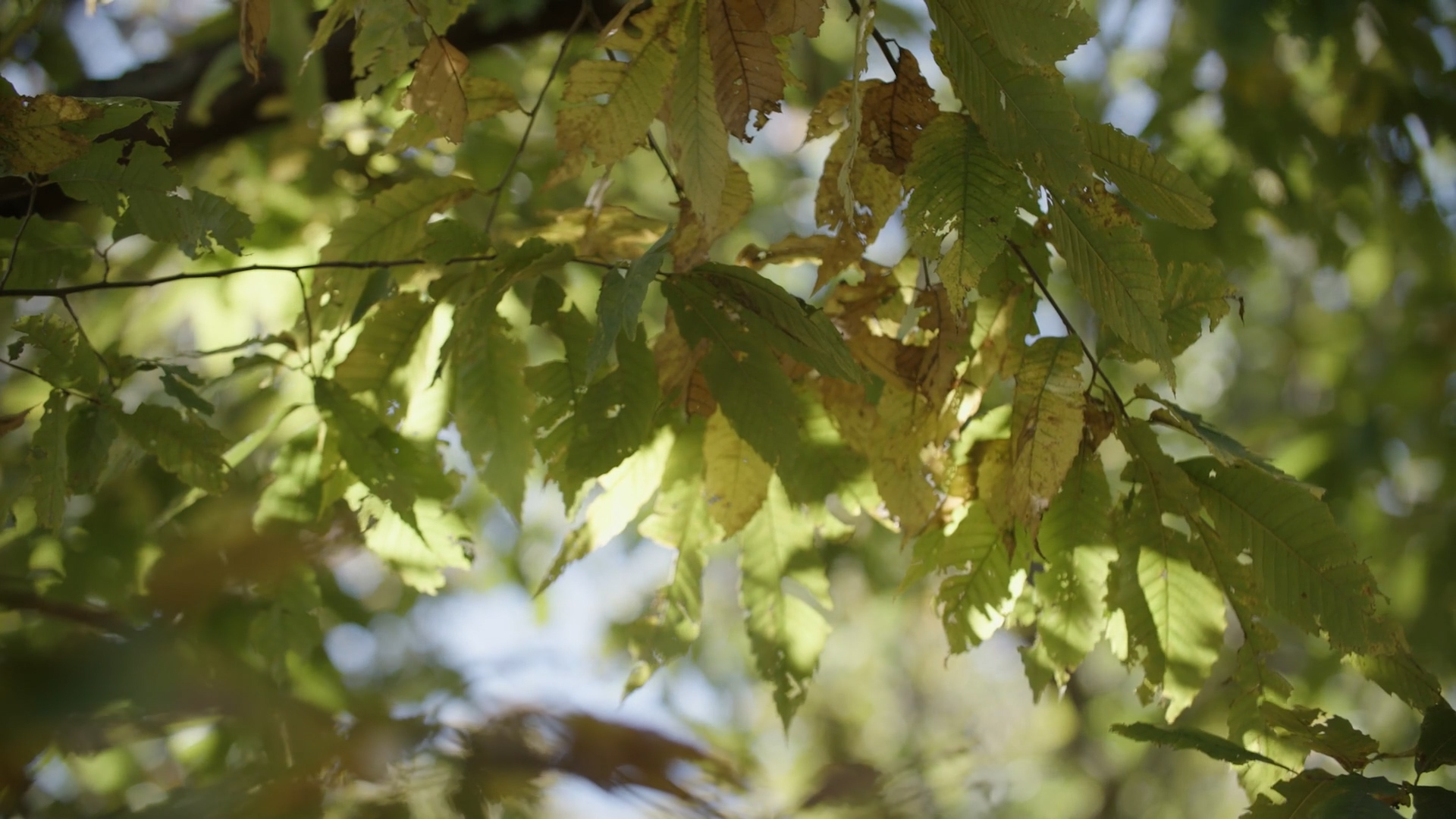 The American Chestnut Foundation | Clear Day Thunder