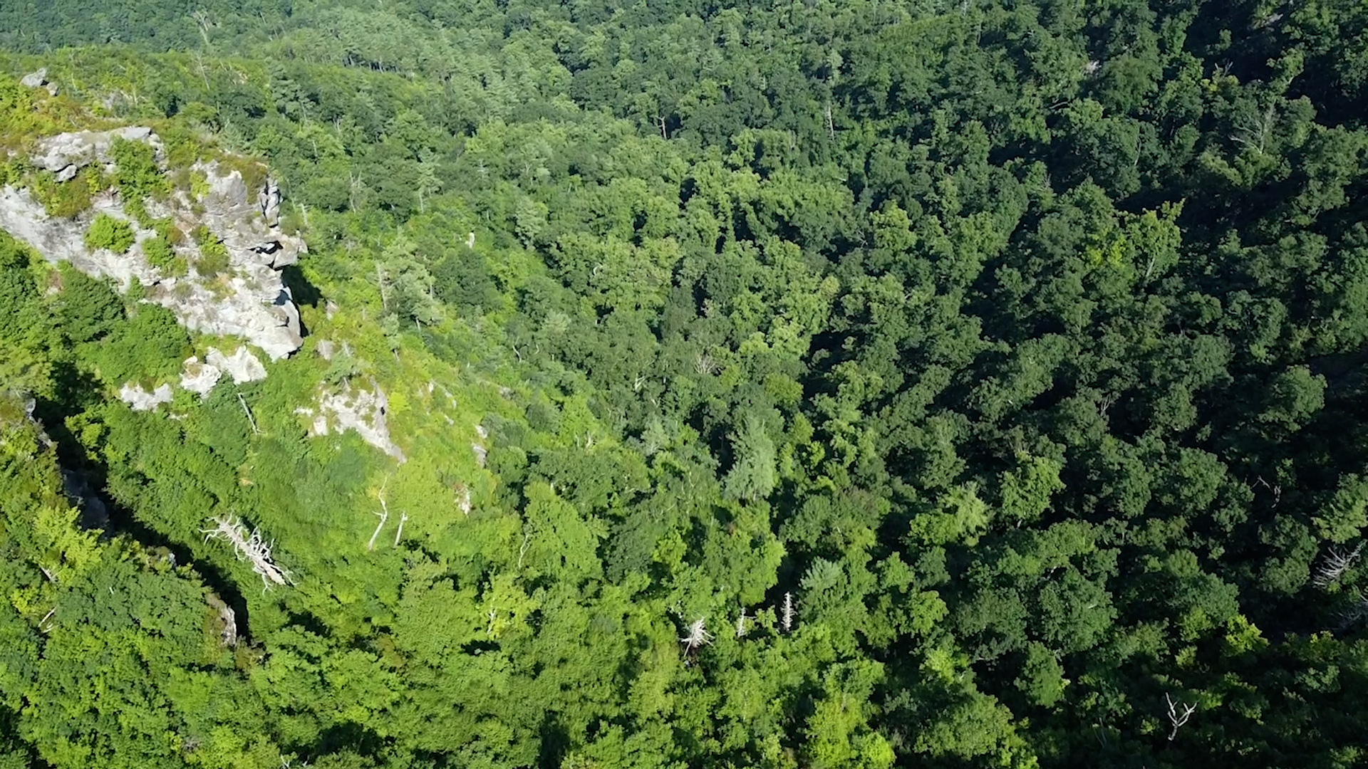 The American Chestnut Foundation | Clear Day Thunder