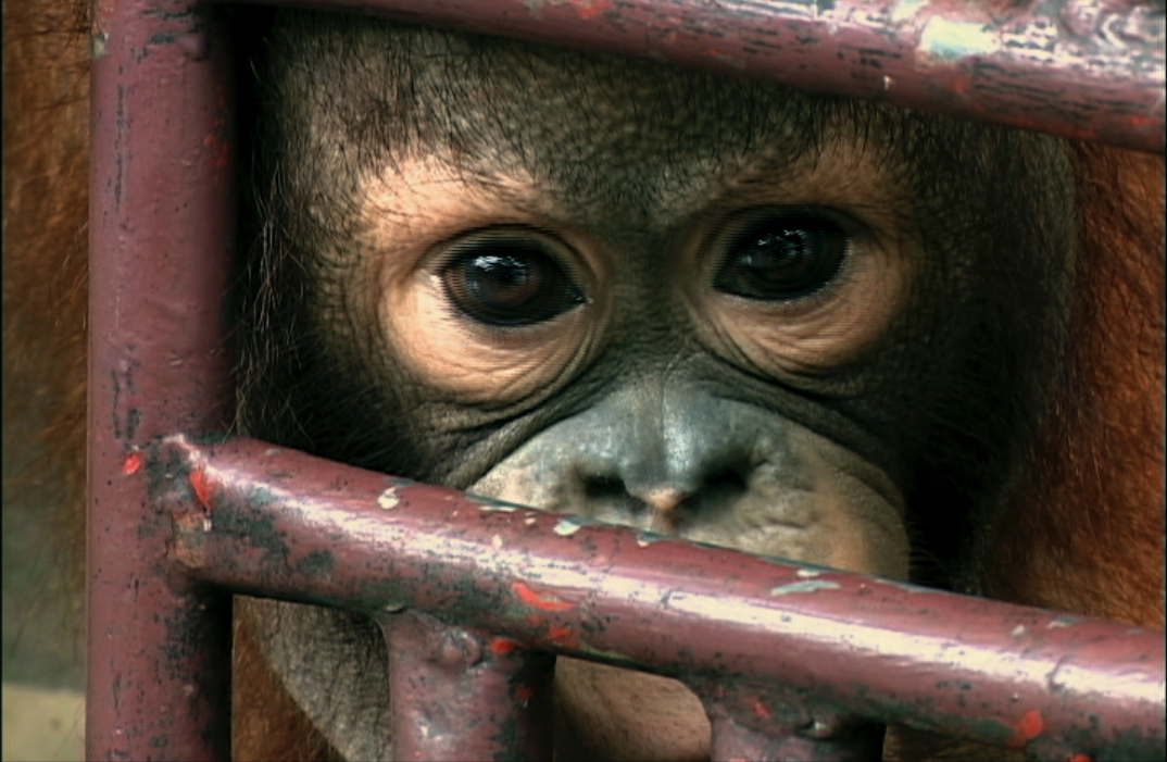 The Disenchanted Forest