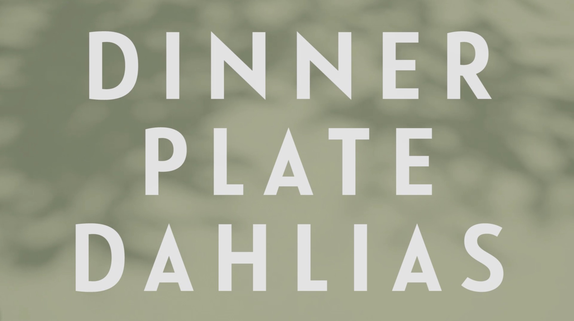 0074 | Dinner Plate Dahlias