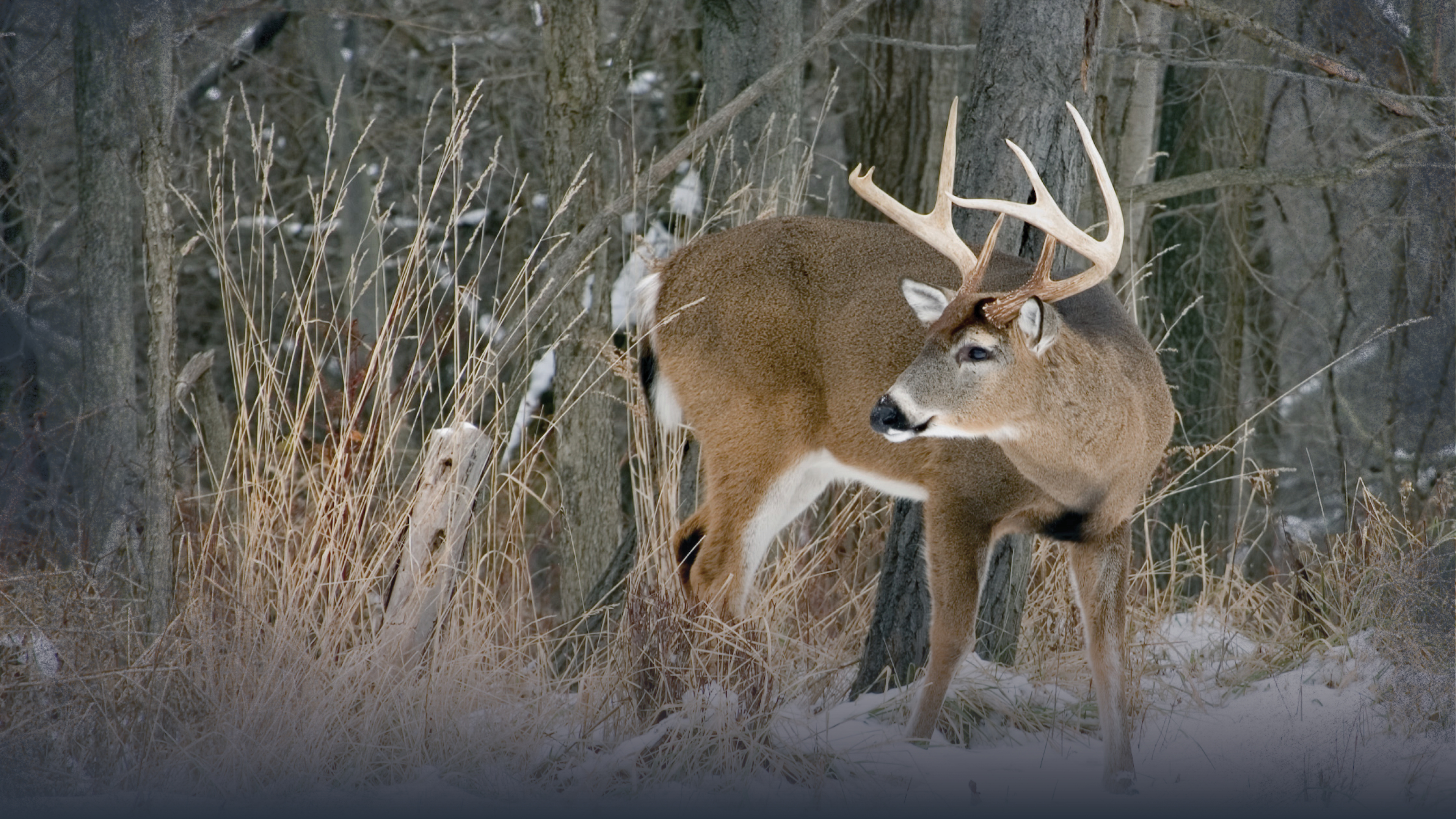 Winter Scouting for Whitetail Deer