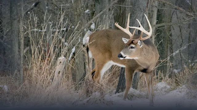 Winter Scouting for Whitetail Deer
