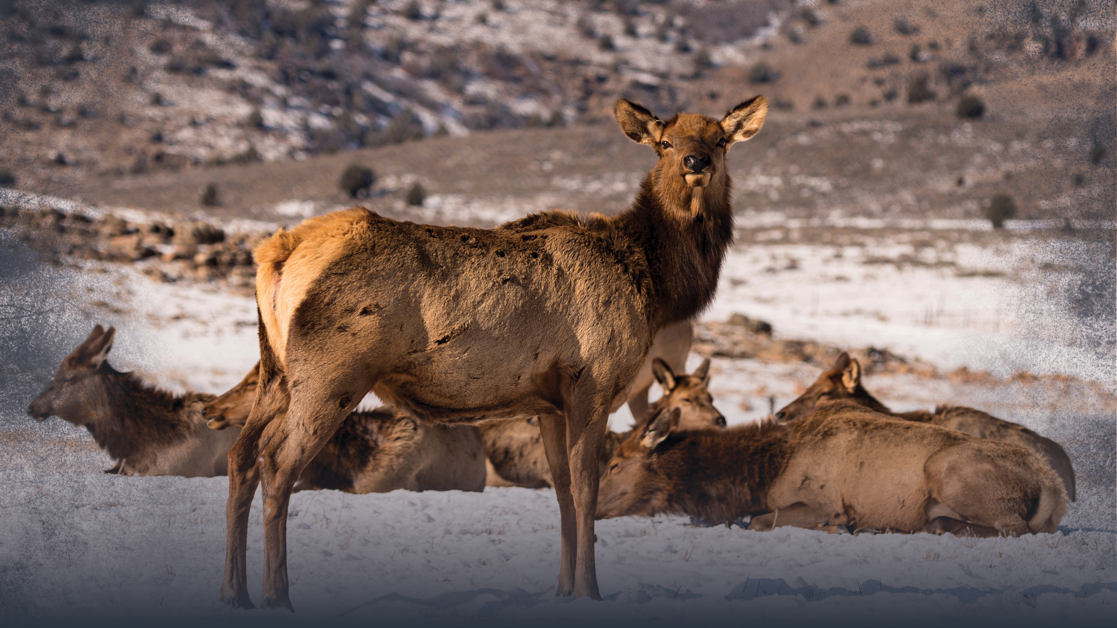 Hunting Cow Elk