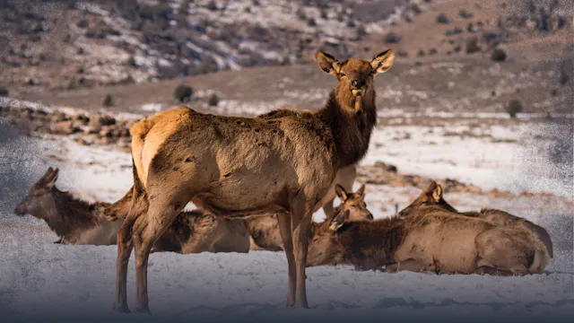 Hunting Cow Elk