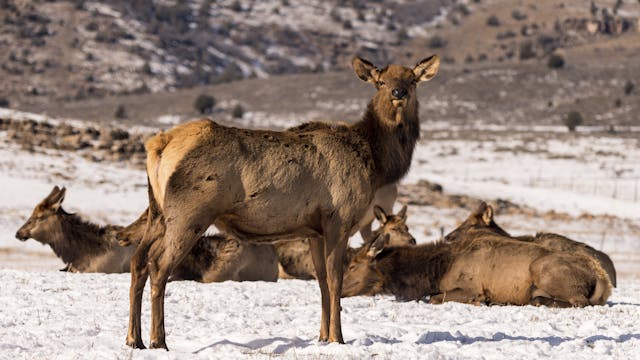 Ch. 12 - Hunting Cow Elk