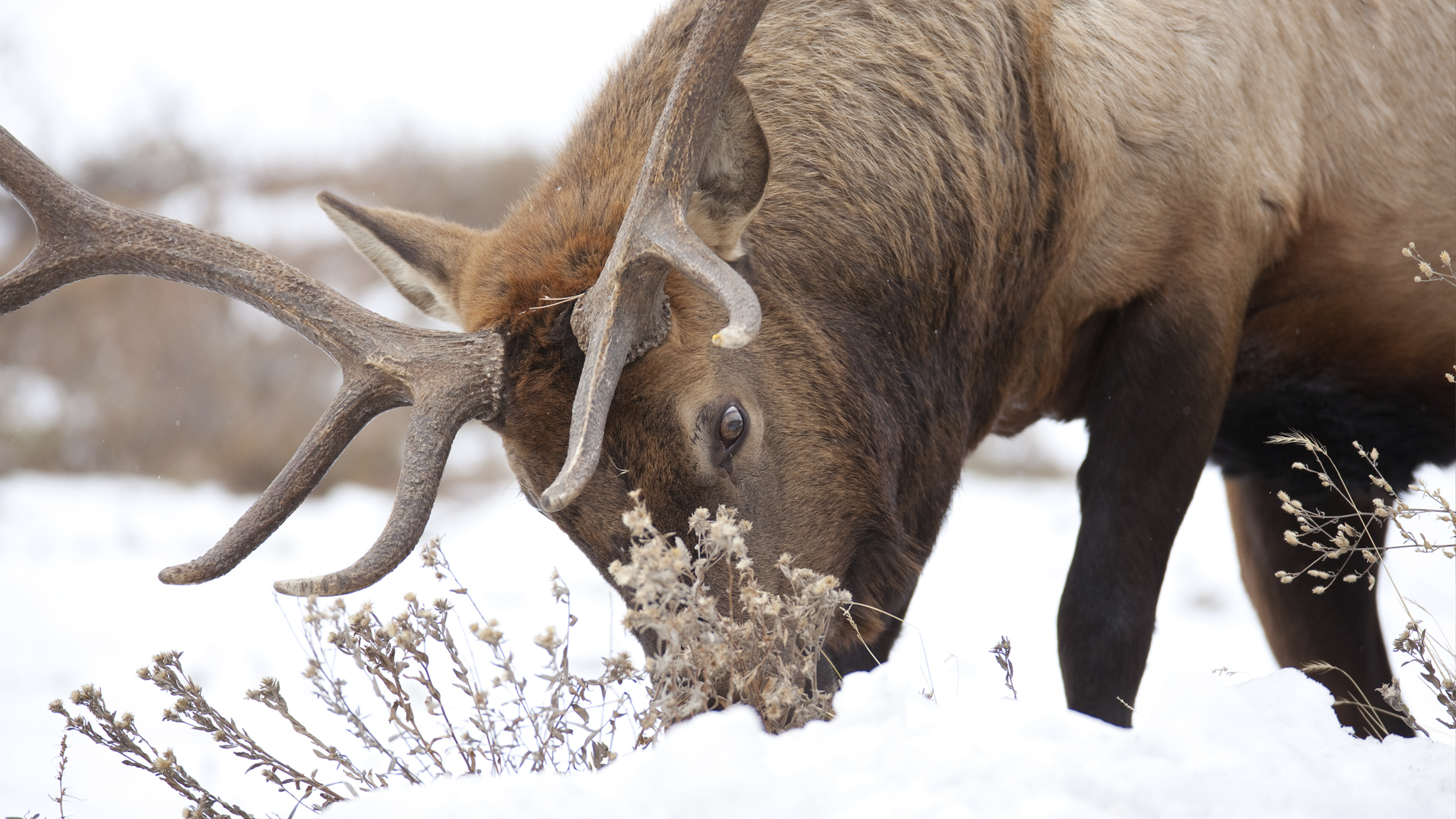 Ch. 6 - Weather & Migratory Elk