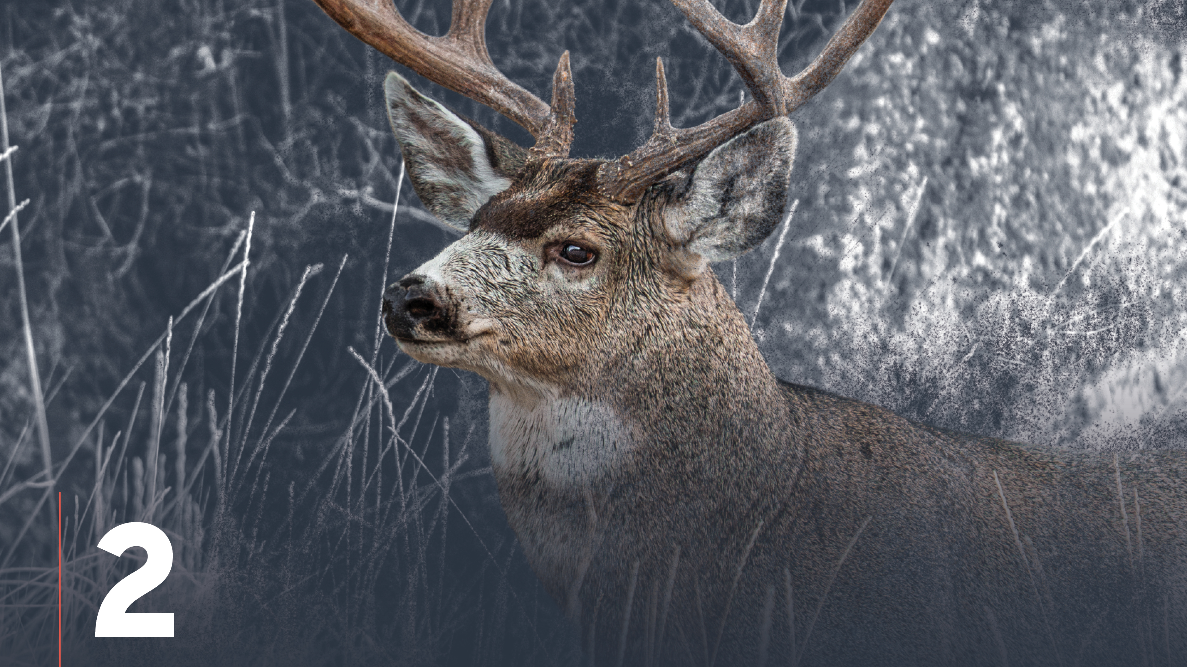 Mule Deer Habitat