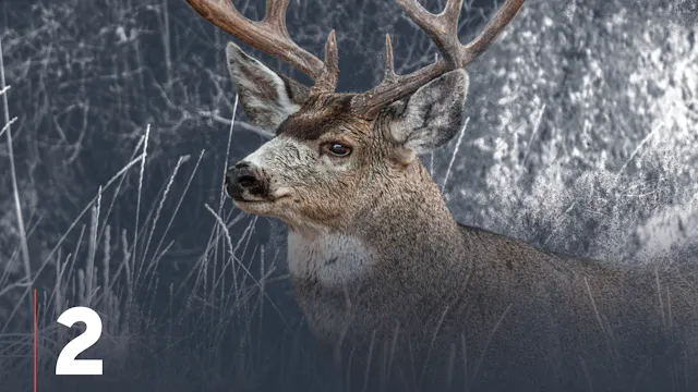 Mule Deer Habitat