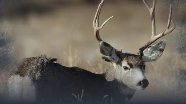 The Mule Deer Strike Zone