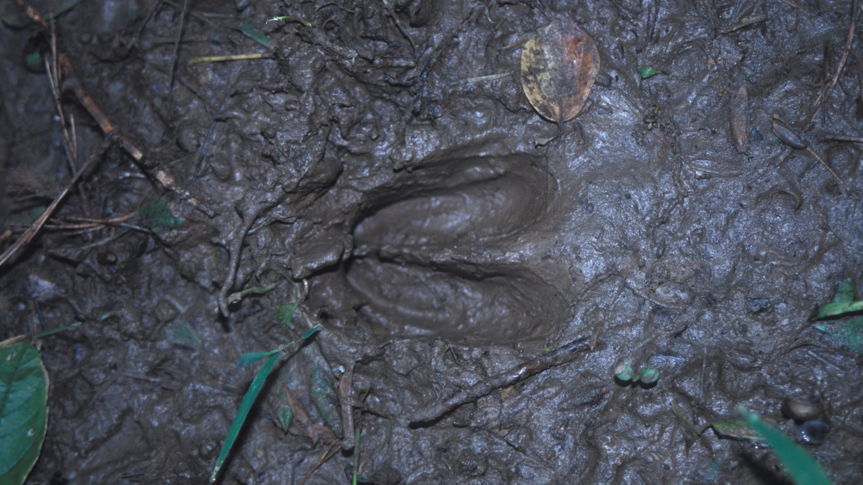 Ch. 5 - Identifying Important Whitetail Deer Sign