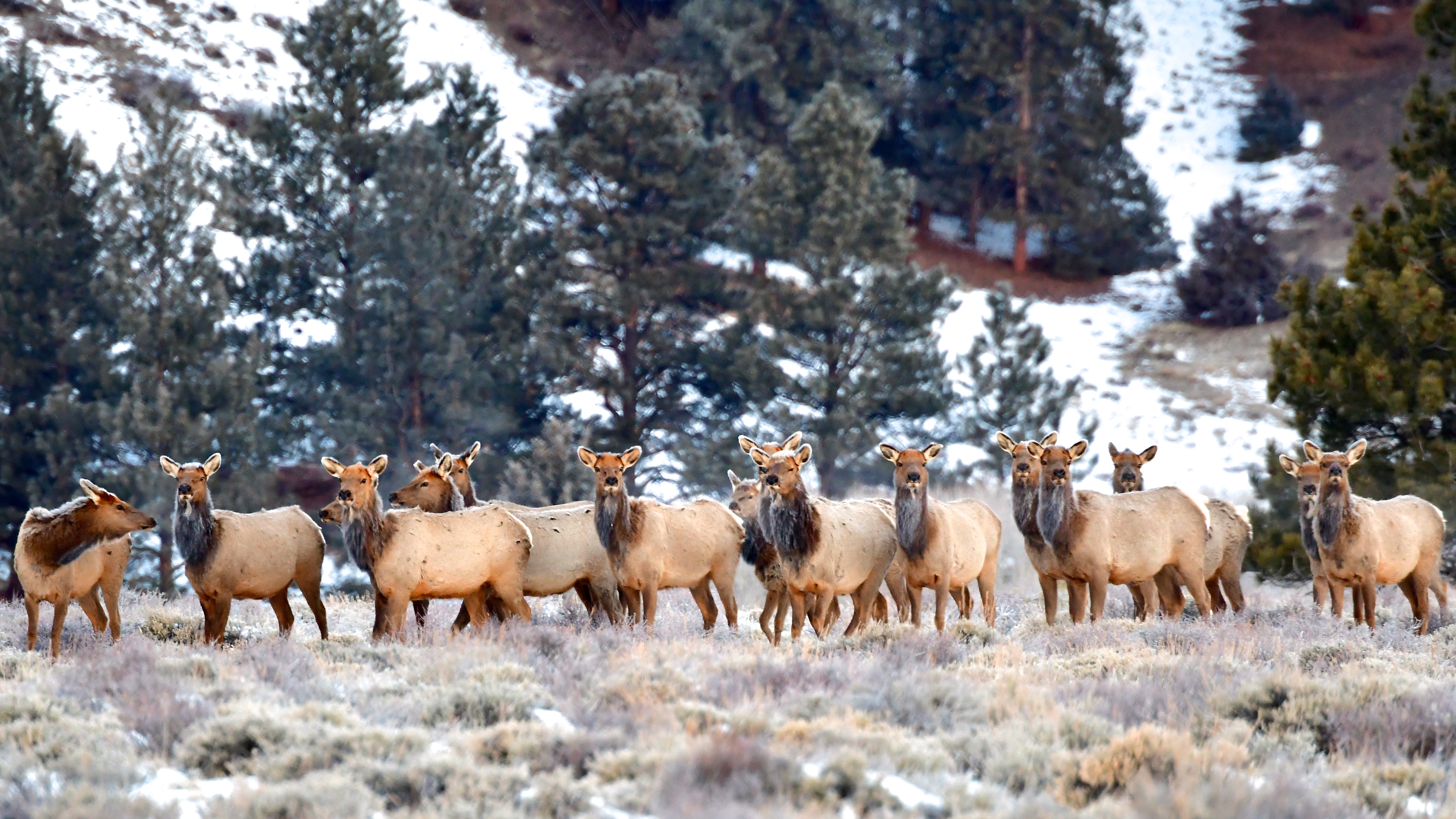 Chapter 1 - Introduction to Cow Elk 