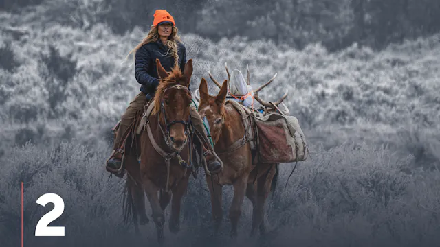Finding a Quality Backcountry Mule