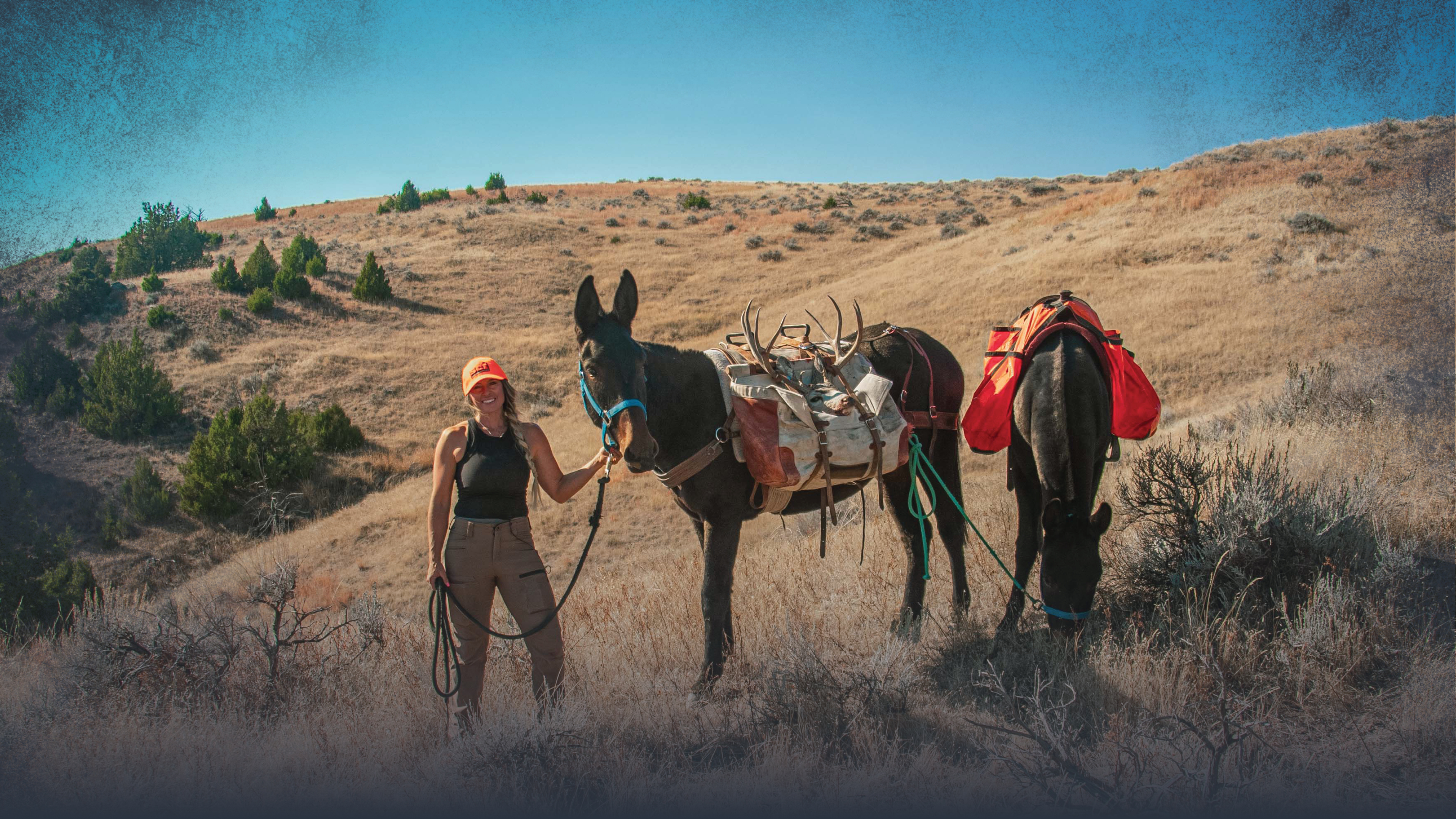 2: Finding a Quality Backcountry Mule