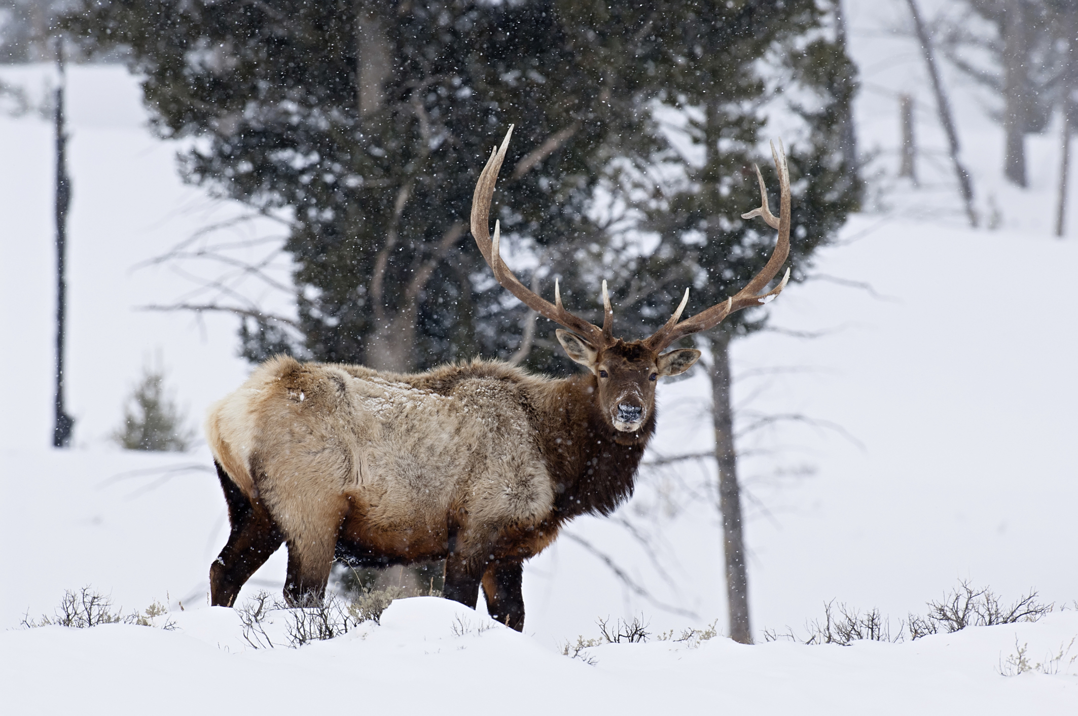 Ch. 2 - Basics of Finding Elk