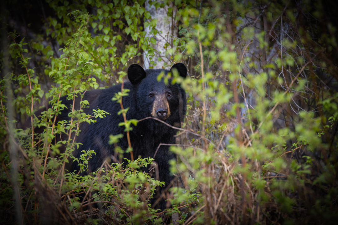 Chapter 1: Bear Identification
