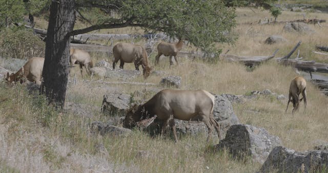 Chapter 4 - Finding Cow Elk  