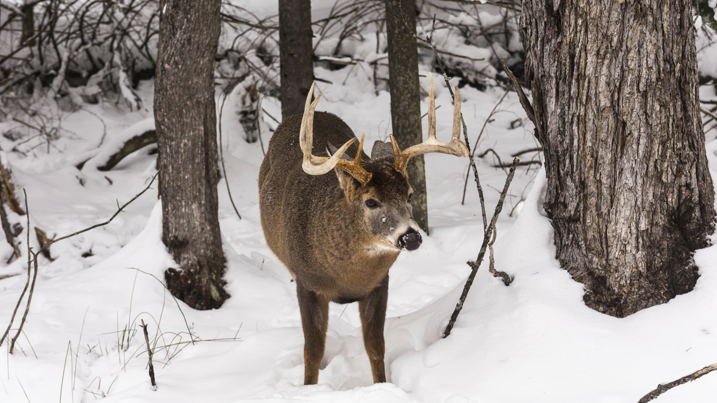 Ch. 12 - Winter Scouting for Whitetail Deer