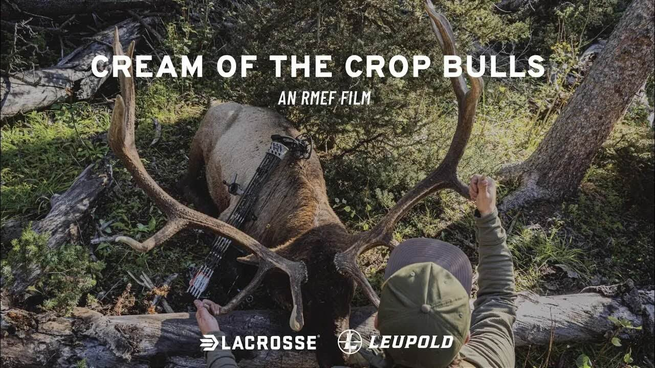 Cream of the Crop Bulls