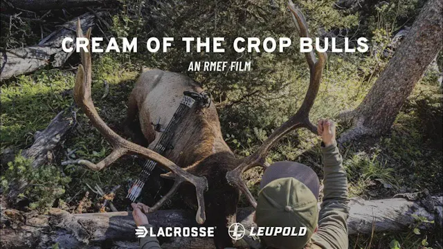 Cream of the Crop Bulls