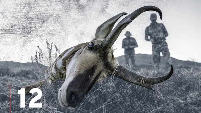 Top Ten Pronghorn Antelope Hunting Tips