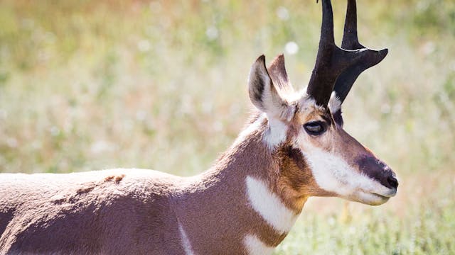 Ch. 2 - Pronghorn Antelope Physical A...