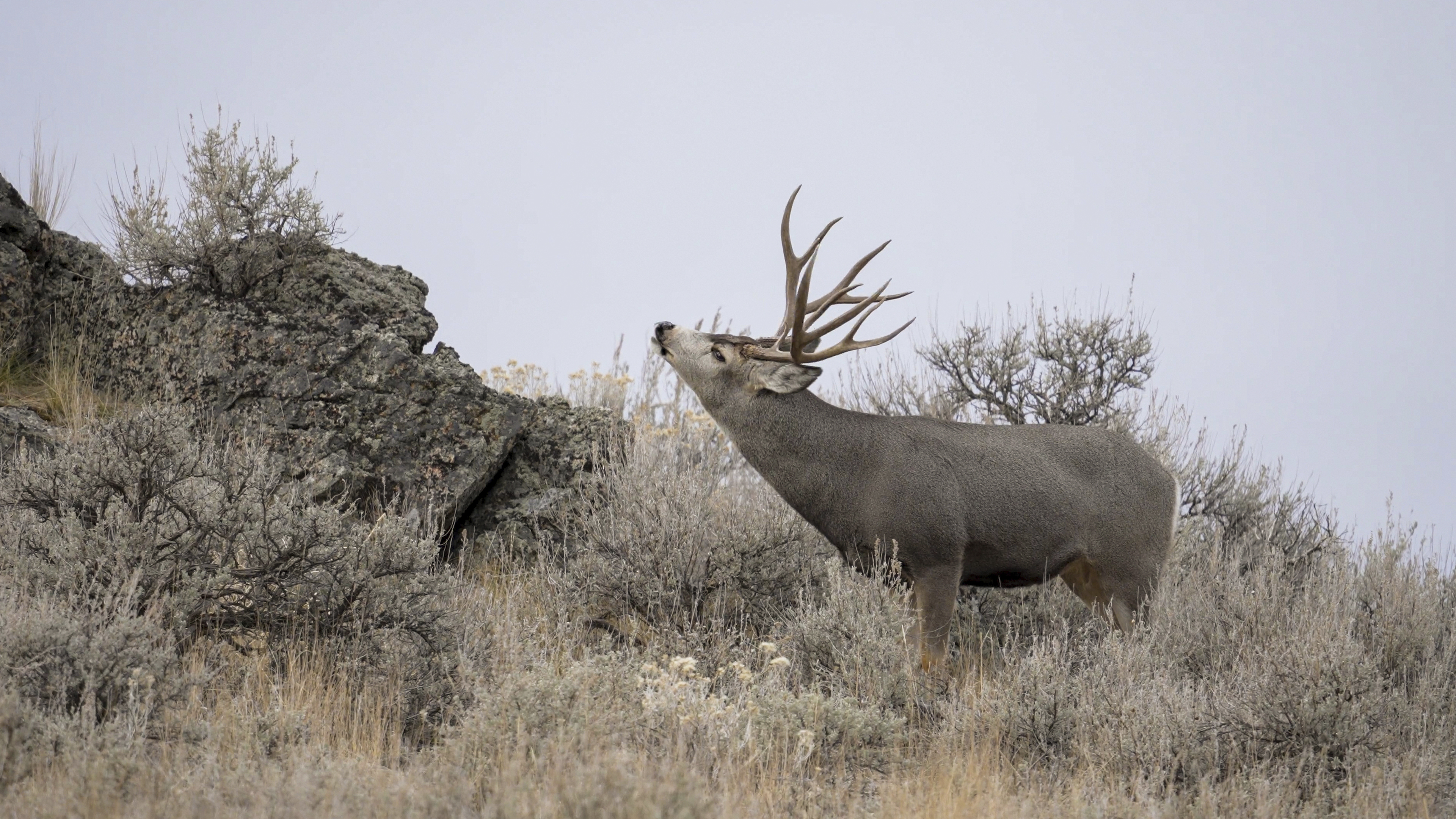 Ch. 12 - Mule Deer Rut
