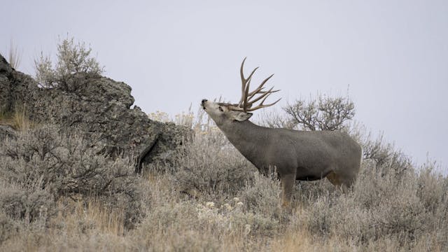 Ch. 12 - Mule Deer Rut