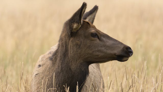 Ch. 4 - Using Elk Calls: Making Cow S...