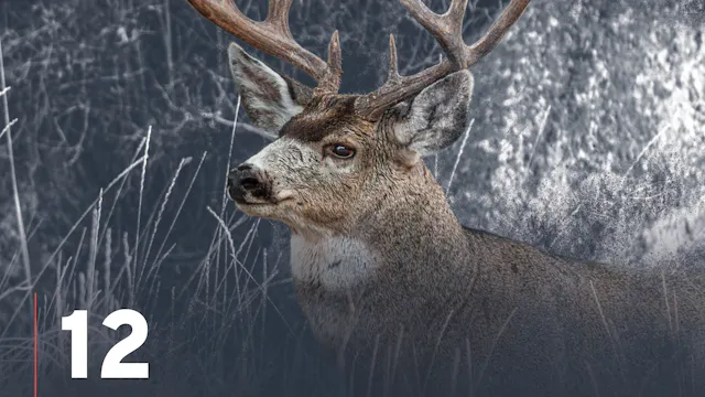 Mule Deer Rut